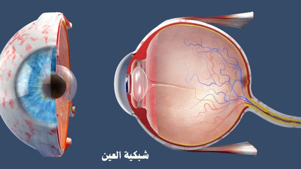 شبكية العين